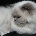 Gismo RIP