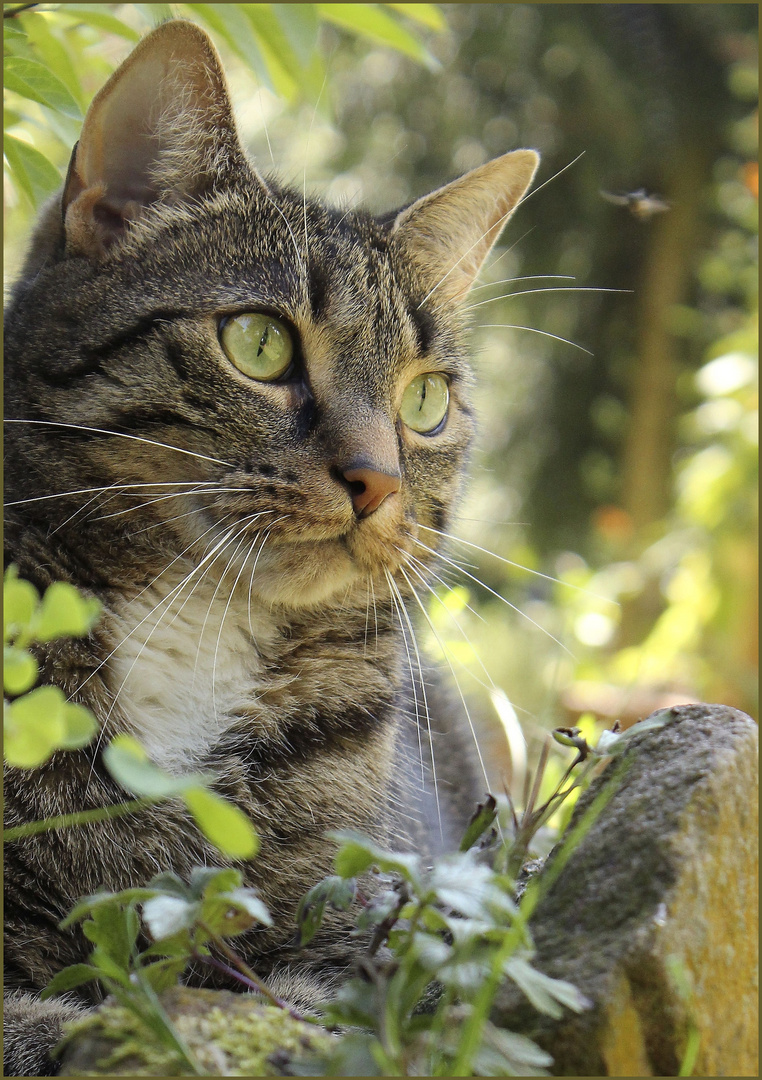 Gismo unser Träumer