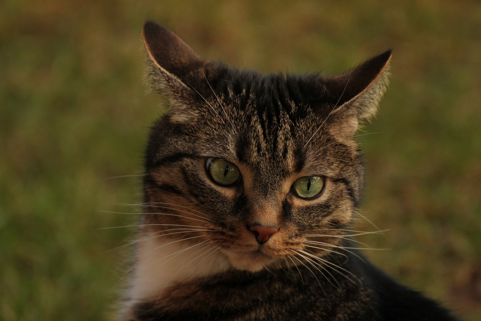 GISMO´S Geburtstag