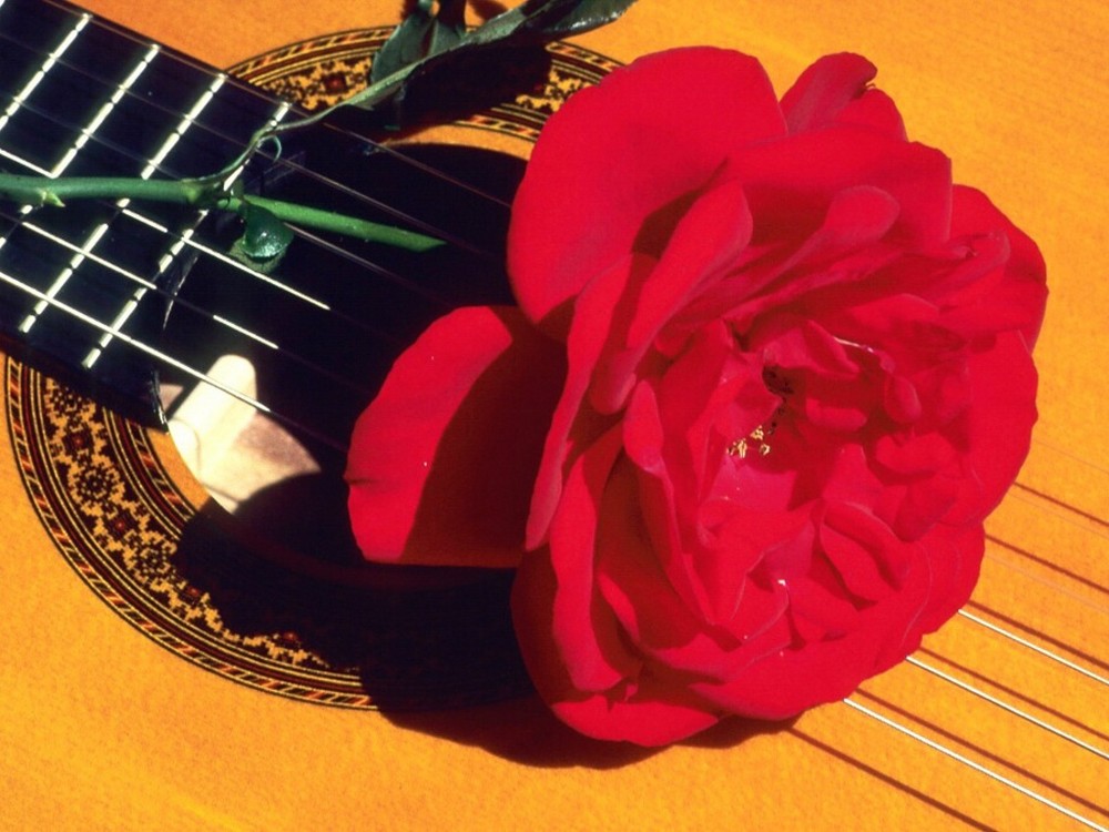 Gitarre und Rose