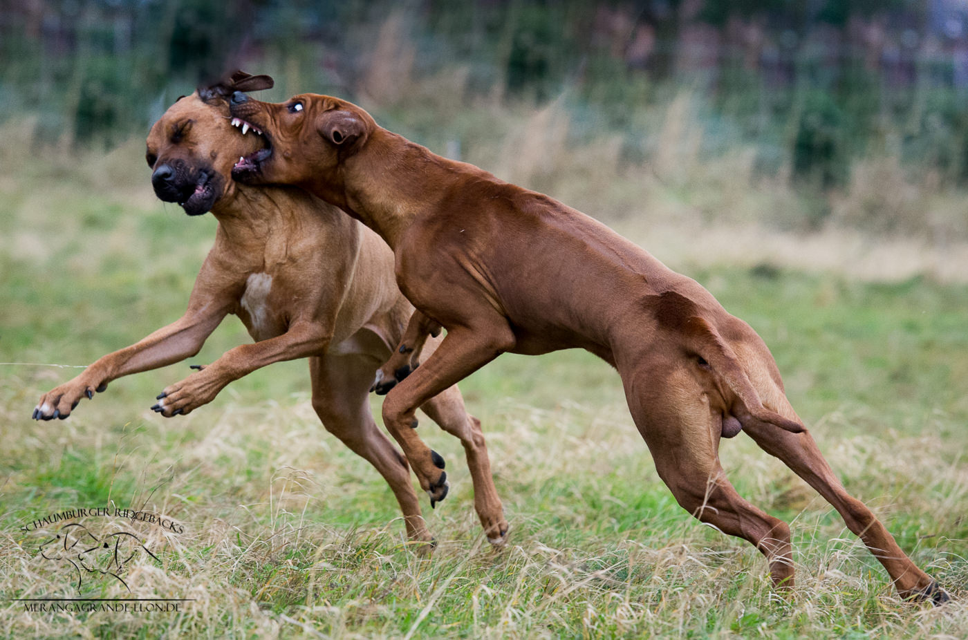 Gitonga und Chukua