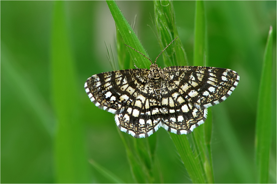  Gitter im Grünen