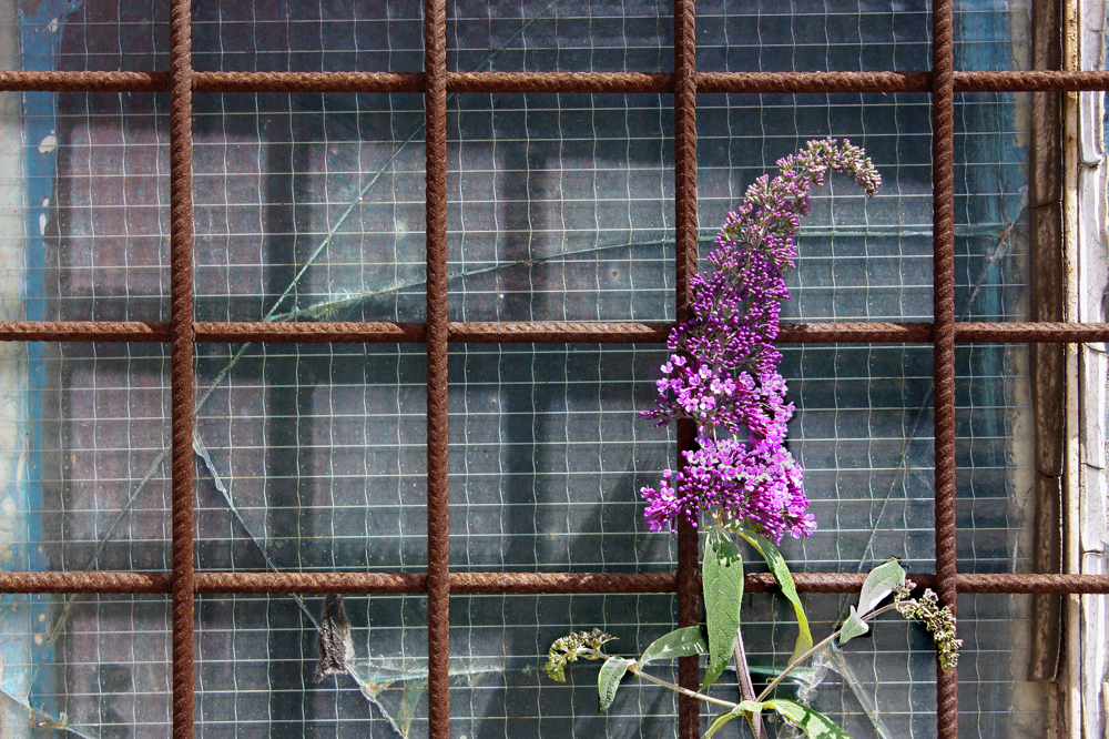 Gitter mit Blume