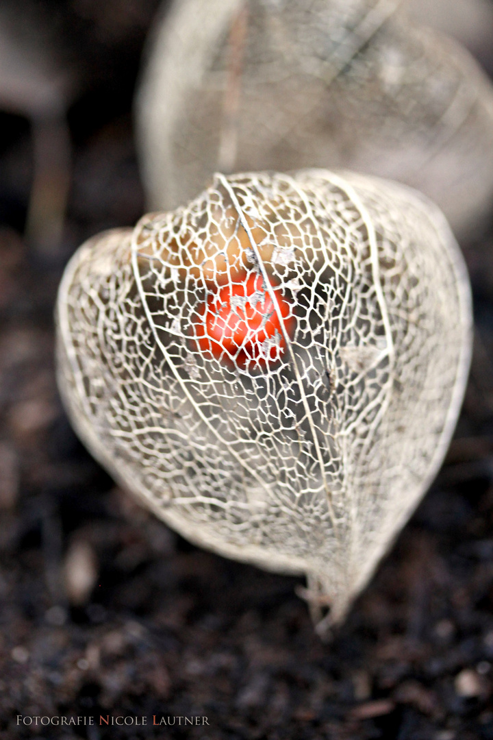 Gittergerüst der Lampionblume