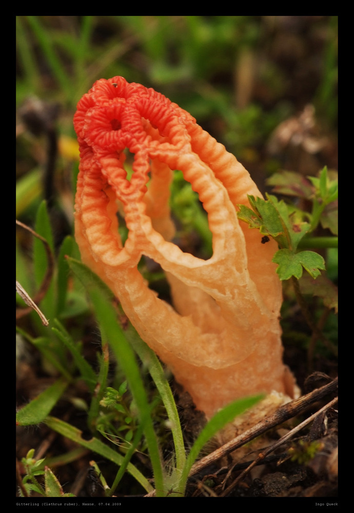 Gitterling (Clathrus ruber)