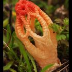 Gitterling (Clathrus ruber)