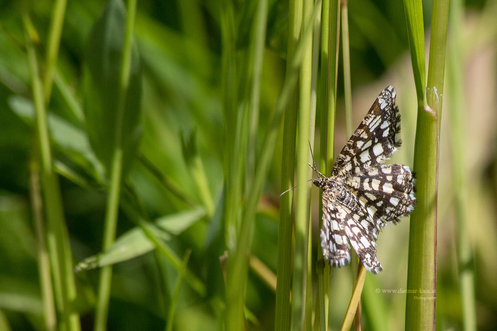 Gitterspanner, auch Kleekräuterrasen-Gitterstriemenspanner oder Kleespanner (Chiasmia clathrata)