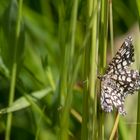 Gitterspanner, auch Kleekräuterrasen-Gitterstriemenspanner oder Kleespanner (Chiasmia clathrata)