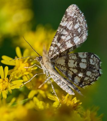 Gitterspanner auf Goldrute