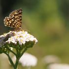 Gitterspanner auf Schafgarbe