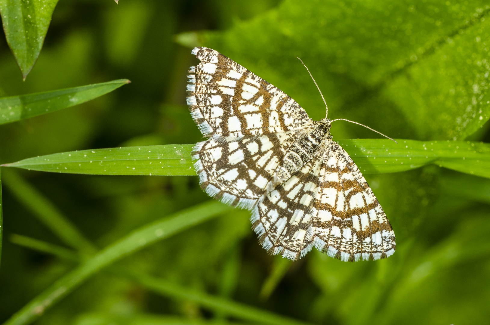 Gitterspanner (Chiasma clathrata)