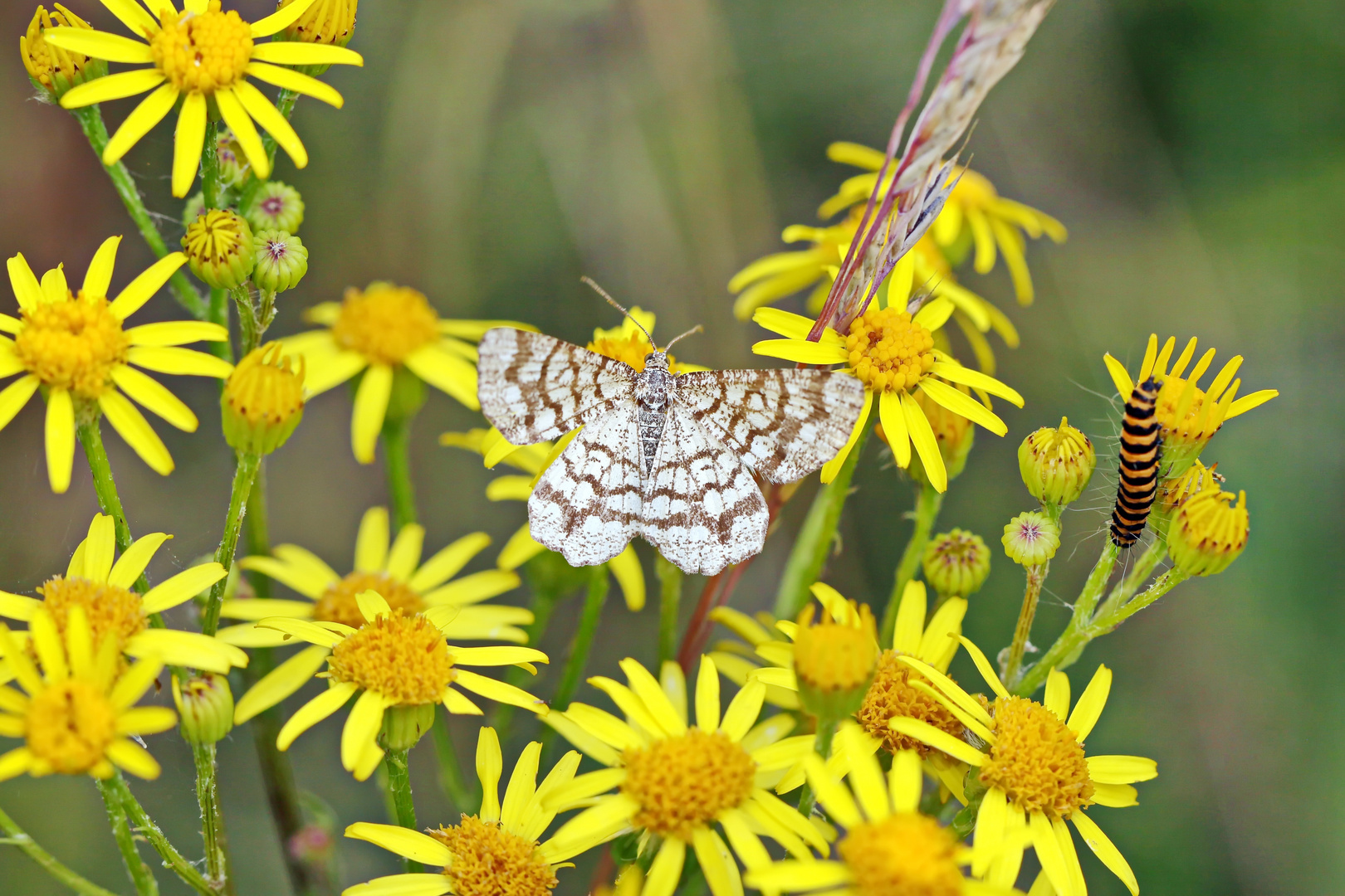  Gitterspanner (Chiasmia clathrata)