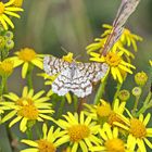  Gitterspanner (Chiasmia clathrata)