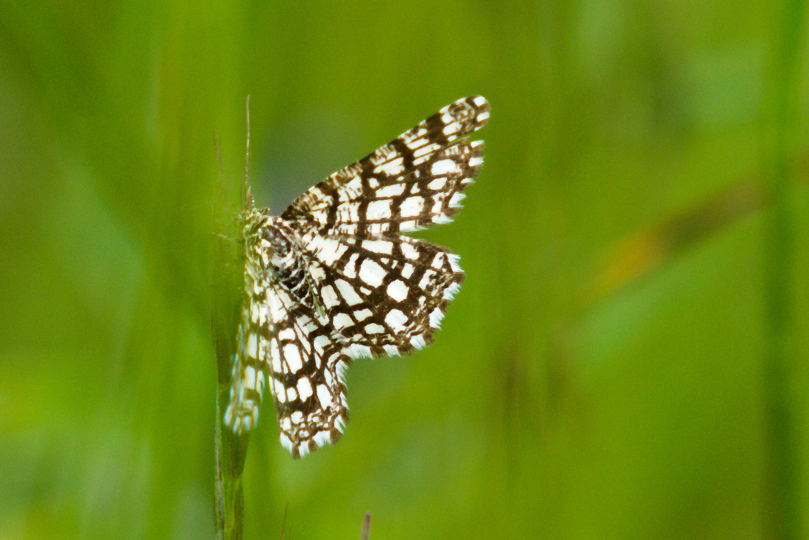 Gitterspanner (Chiasmia clathrata)