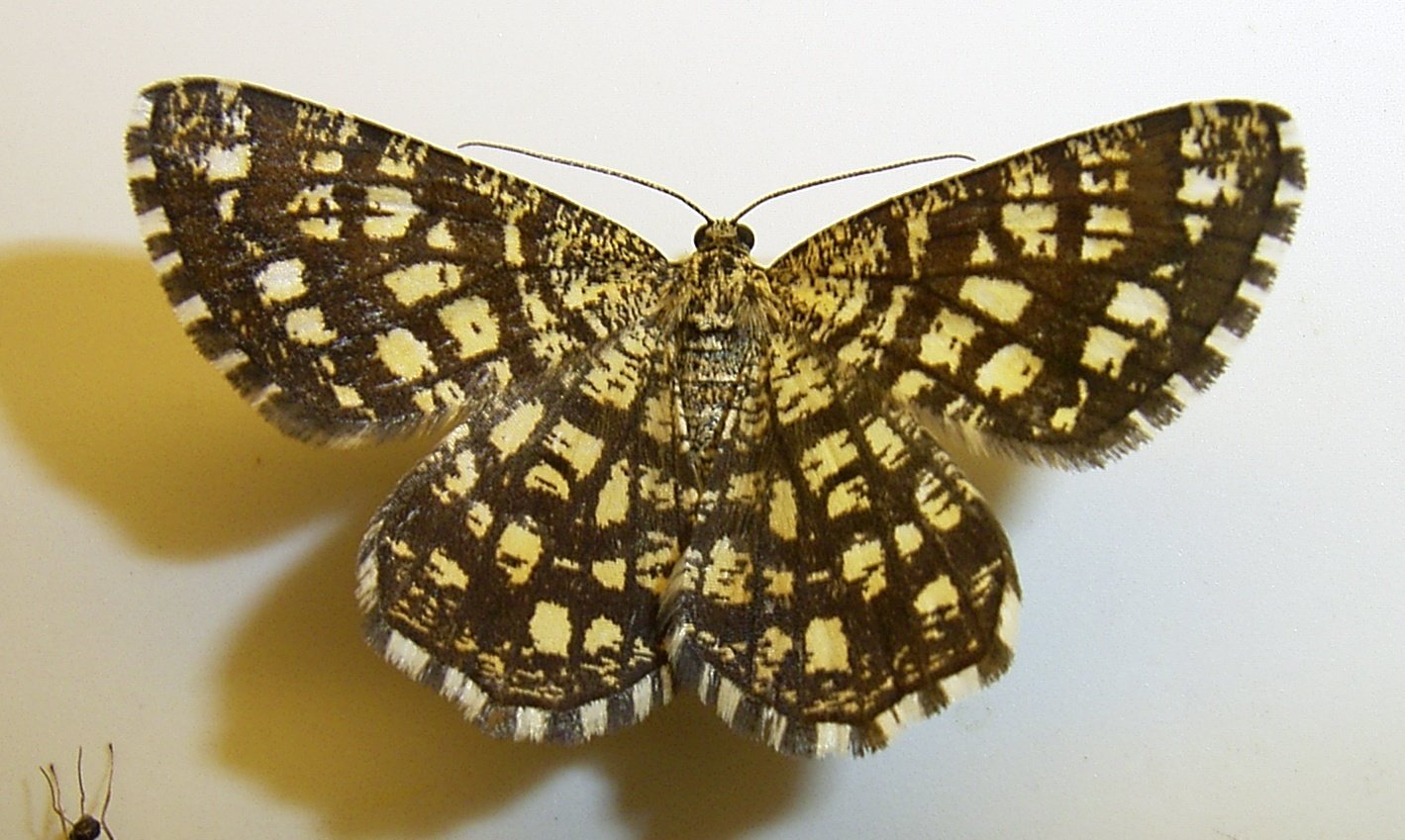 Gitterspanner - Chiasmia clathrata