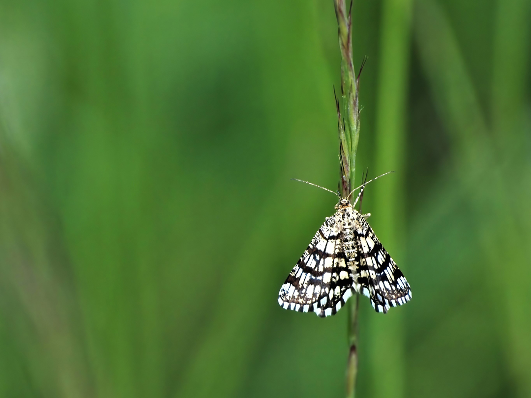 Gitterspanner (Chiasmia clathrata)