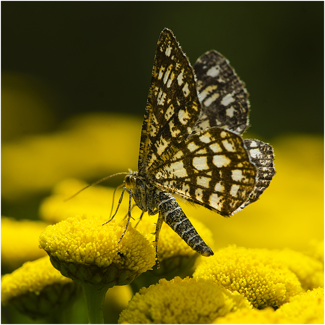 Gitterspanner (Chiasmia clathrata) auf Rainfarn