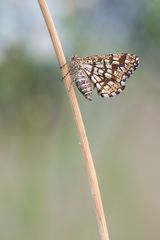 Gitterspanner (Chiasmia clathrata)