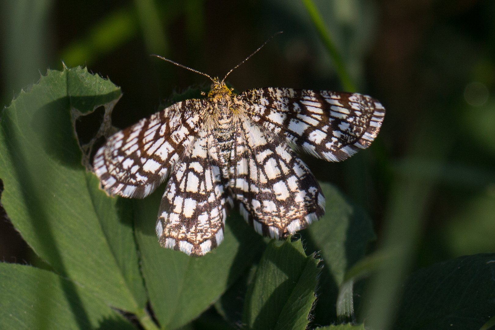 Gitterspanner (Chiasmia clathrata)