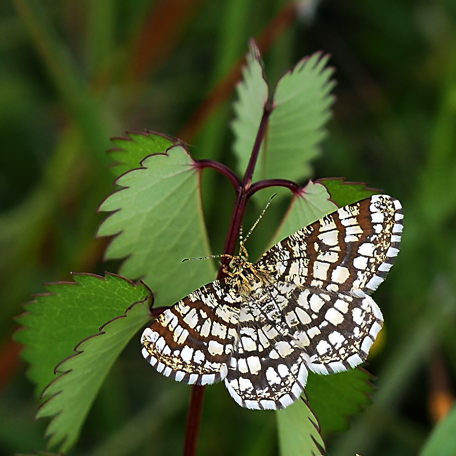 Gitterspanner (Chiasmia clathrata)