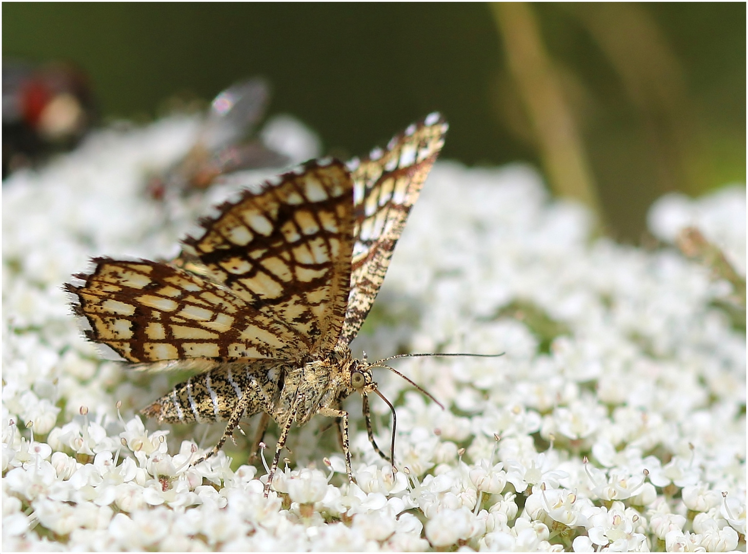 Gitterspanner (Chiasmia clathrata) - Sommererinnerungen.