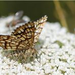 Gitterspanner (Chiasmia clathrata) - Sommererinnerungen.