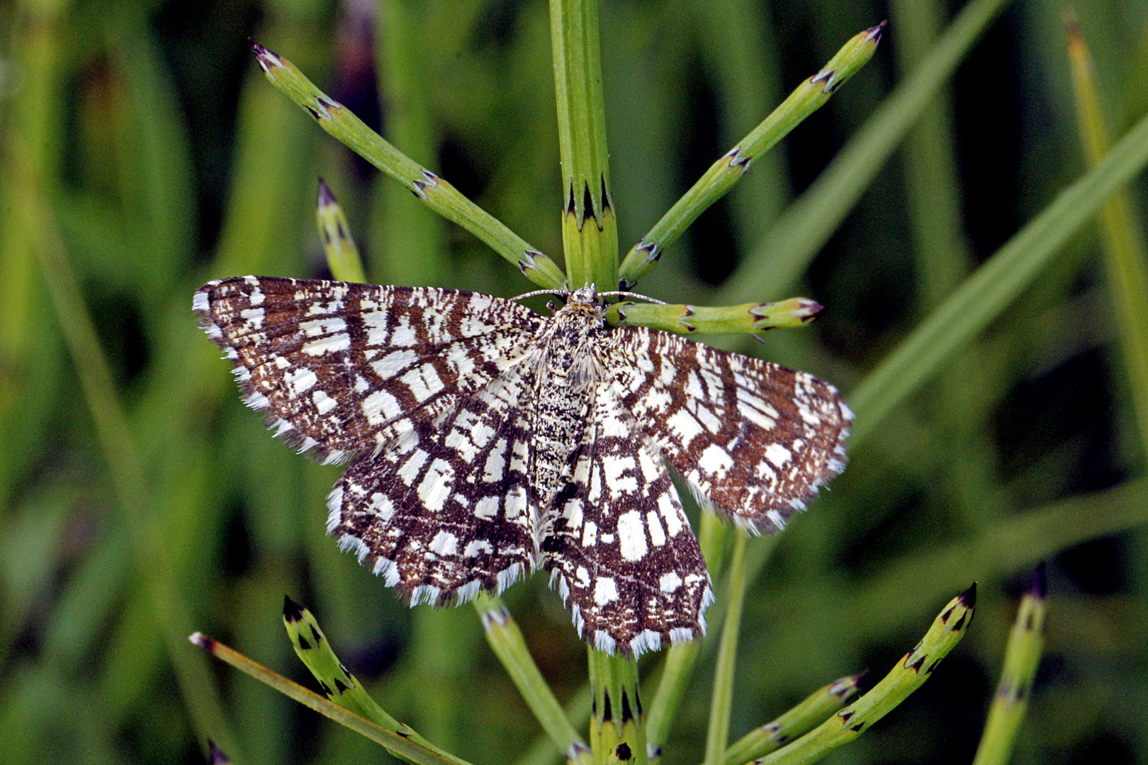 Gitterspanner, Gitter (Chiasmia clathrata)