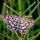 Gitterspanner, Gitter (Chiasmia clathrata)