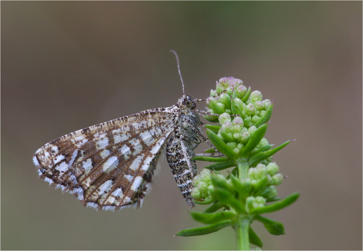 Gitterspanner / Kleespanner (Chiasmia clathrata)