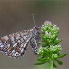 Gitterspanner / Kleespanner (Chiasmia clathrata)