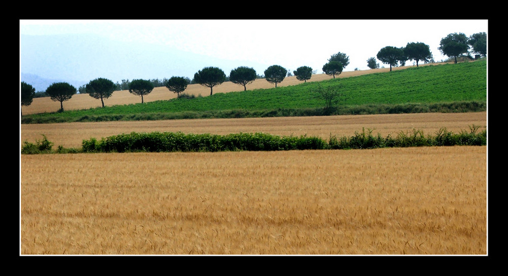 Giugno 2008 - Cortona (AR)