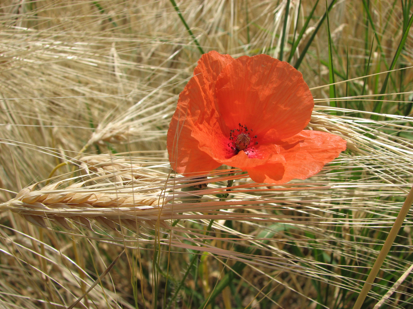 Giugno,grano e papaveri