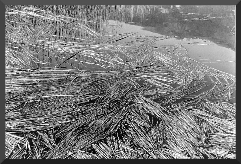 giunchi tagliati sul lago di annome