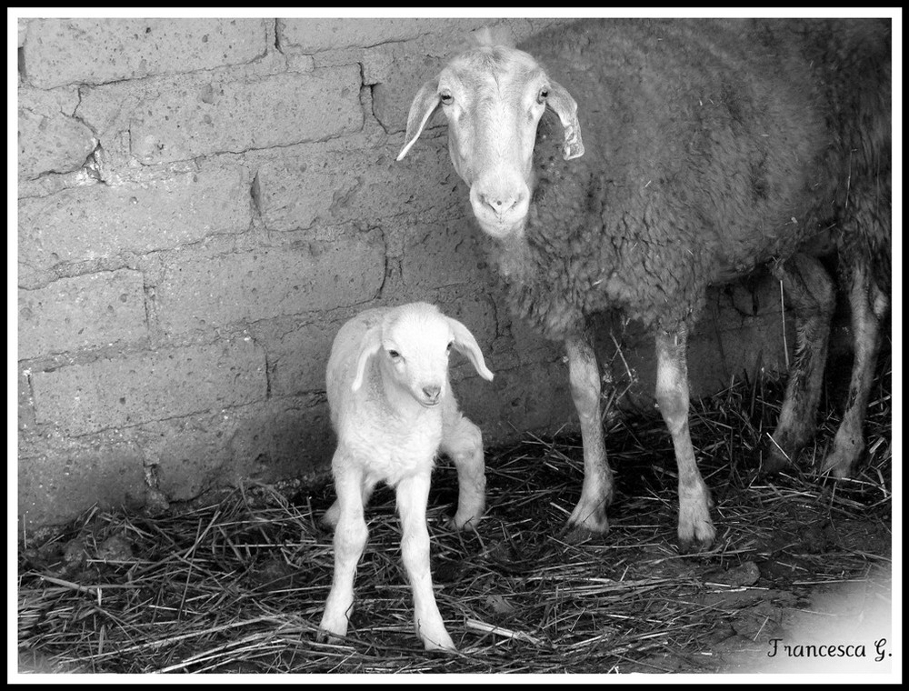 Giuseppina e Fiocco Di Neve