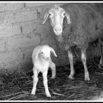 Giuseppina e Fiocco Di Neve