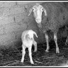 Giuseppina e Fiocco Di Neve