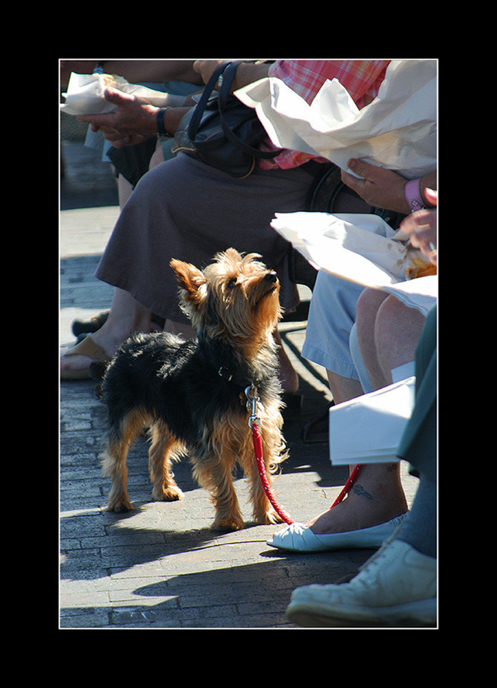 Give me a Chip Please, I am Hungry.