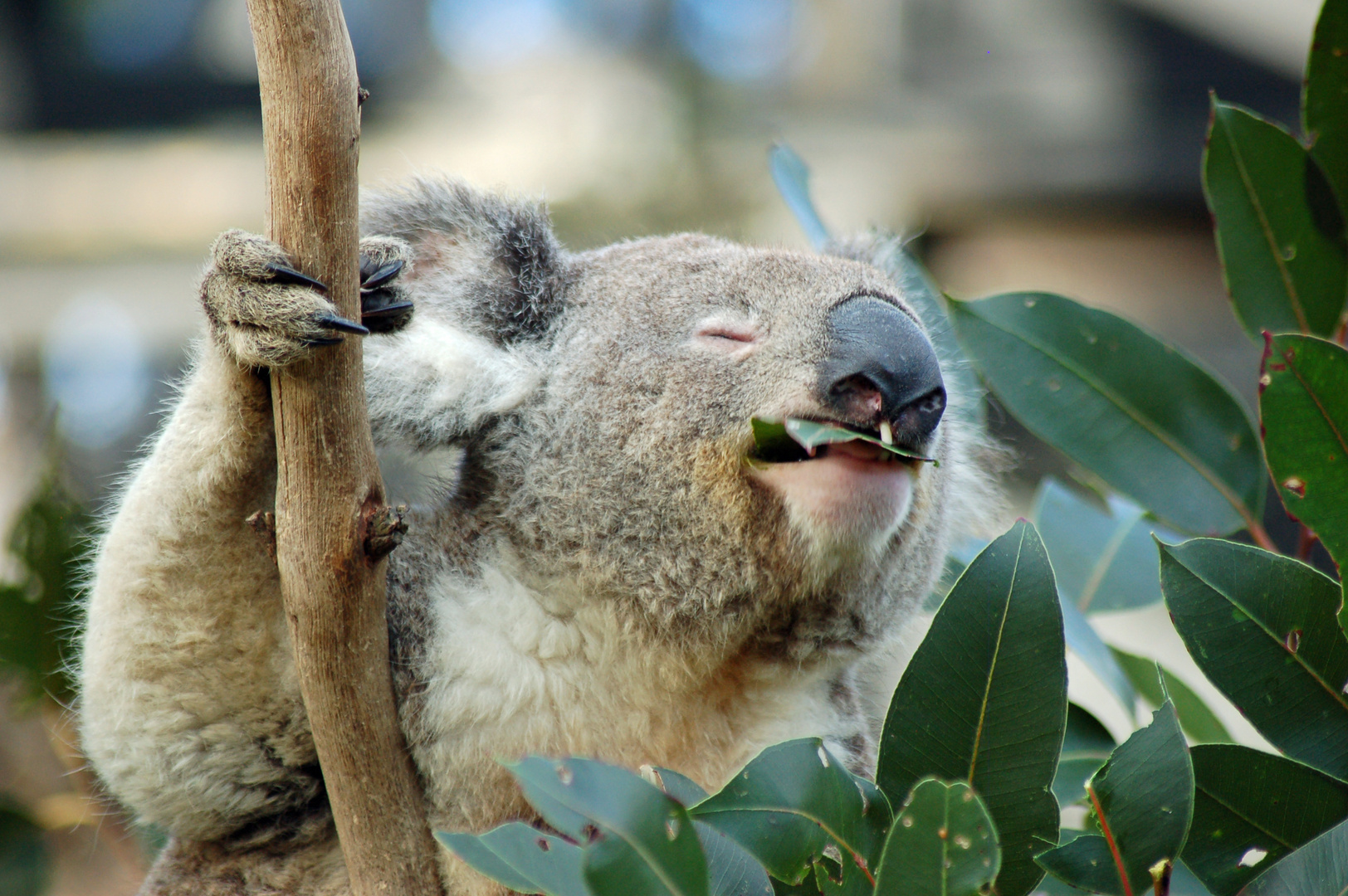 Give me a Home under a Gumtree