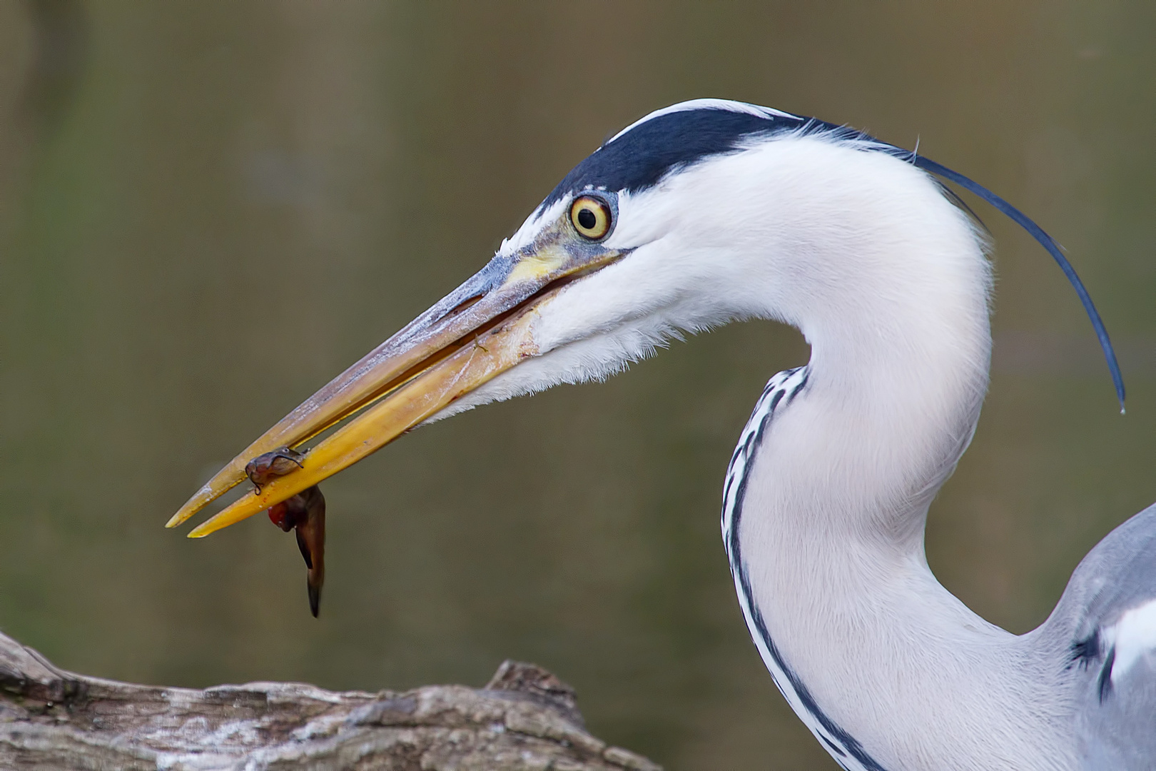 Give me an A, heron!