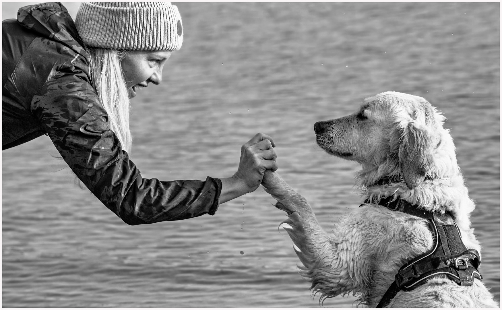 Give me five foto bild hunde hund natur bilder auf fotocommunity