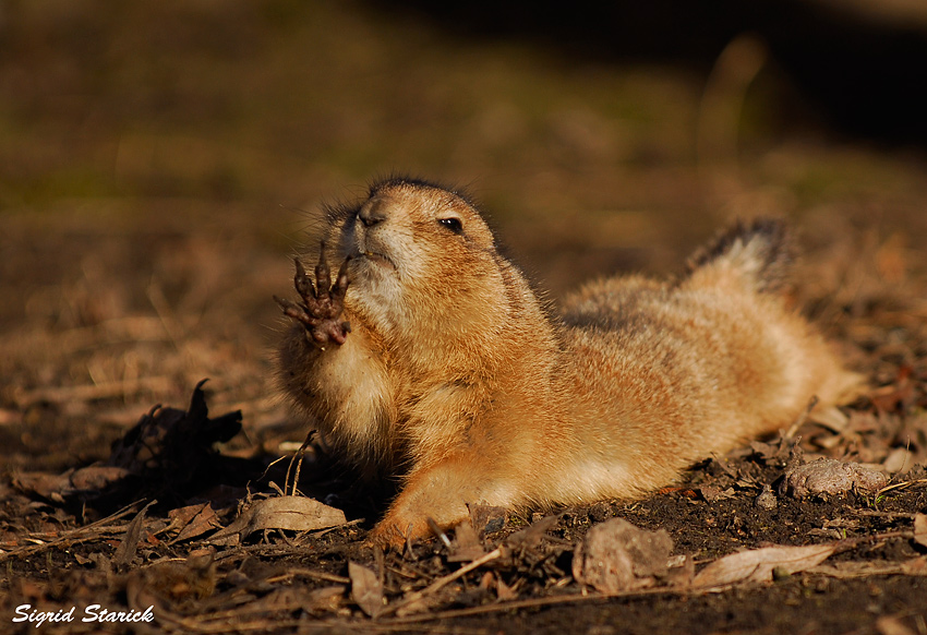 Give me five