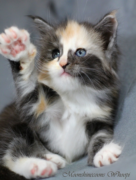 Give me five!!