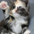 Give me five!!