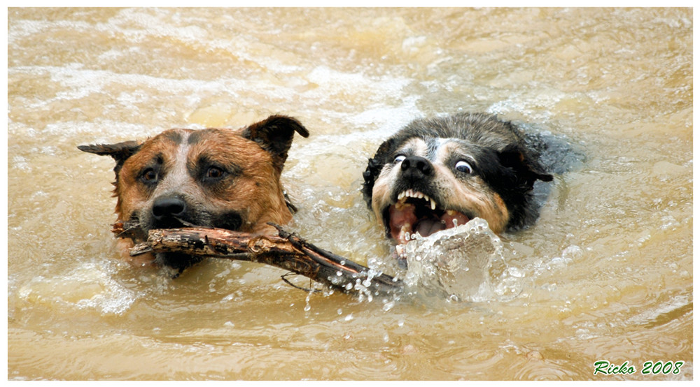 Give me that stick.......