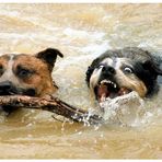 Give me that stick.......