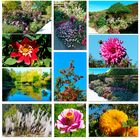 Giverny - der Garten von Monet