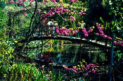 Giverny, Frankreich.                         .120_1229