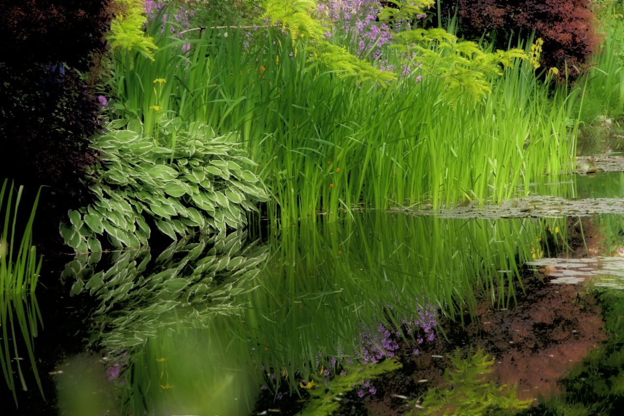 giverny, le jardin de Monet. 2