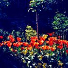 Giverny. Monet Garten.    ..20_1231