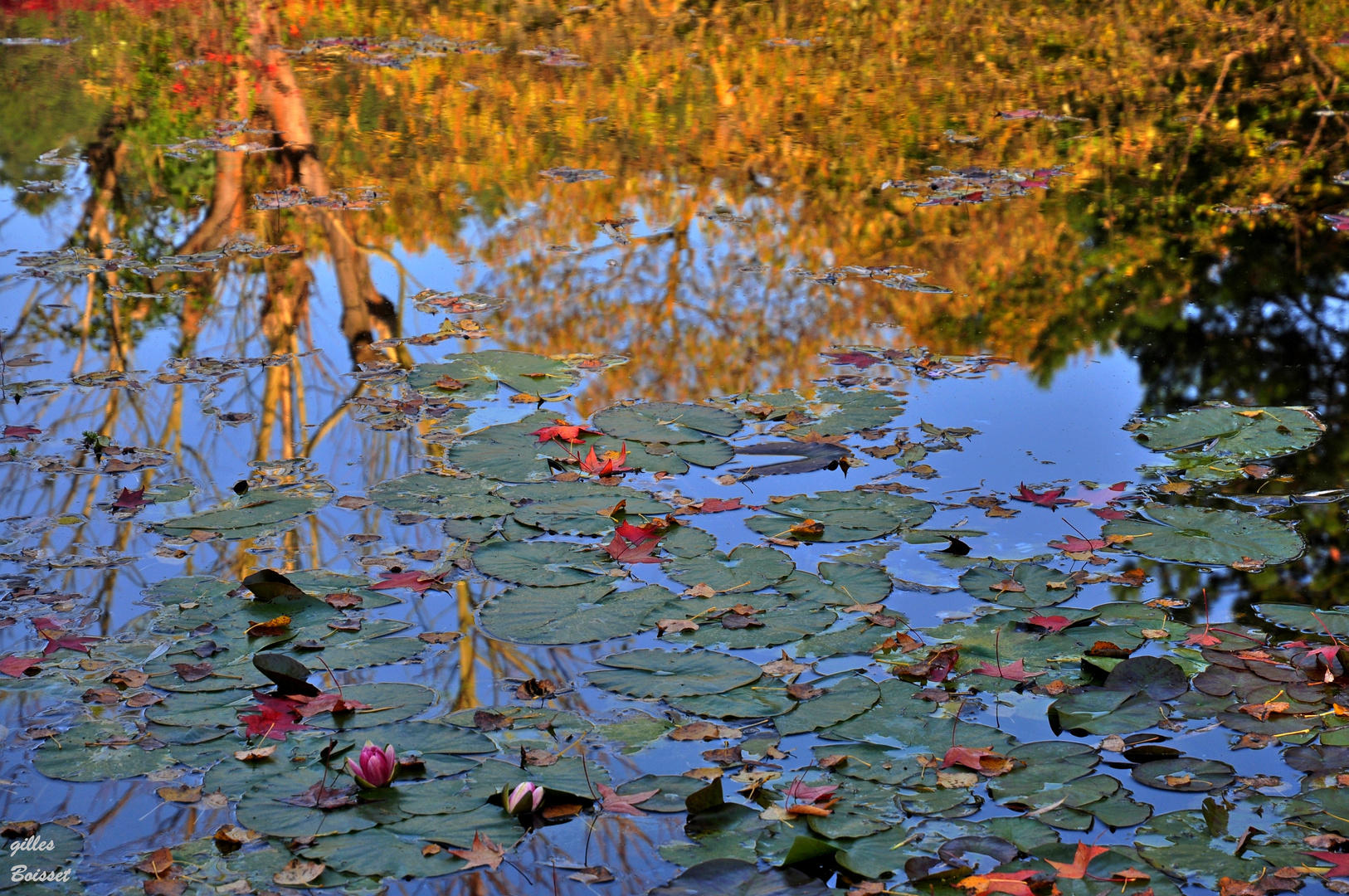 Giverny, Monet...courante